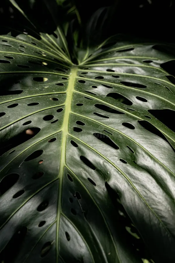 PRODUCTO 1 - Image 3