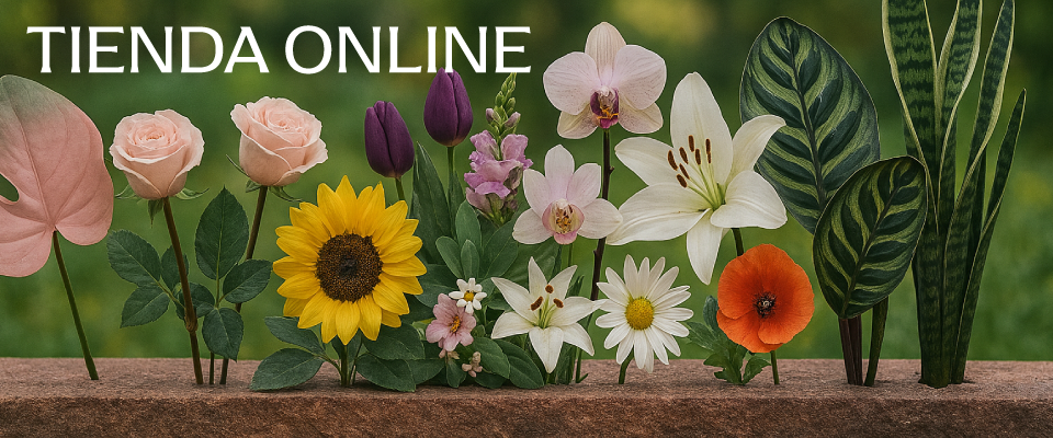 tiendaonlinea2